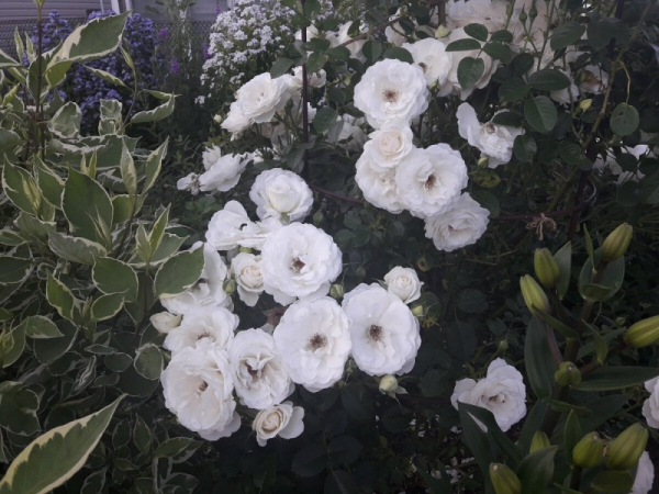 Плетистая роза Weisse Wolke – воздушная кружевная пена